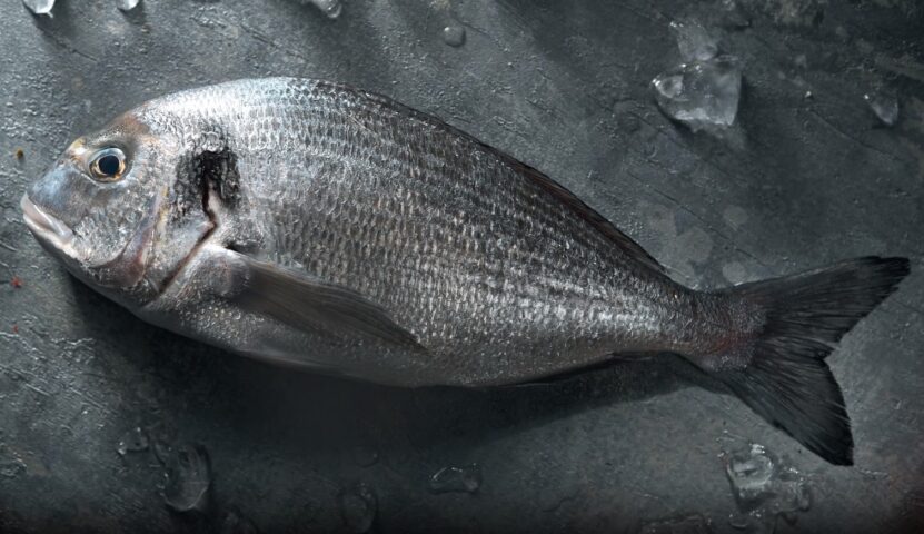 Farmed Bass